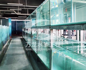 表演鱼缸为什么有异味
